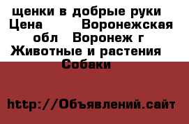 щенки в добрые руки › Цена ­ 10 - Воронежская обл., Воронеж г. Животные и растения » Собаки   